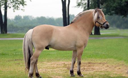 Horse - horse, animal, cavalo