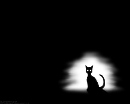 Lonely Cat - alone, white, black, spooky, cat