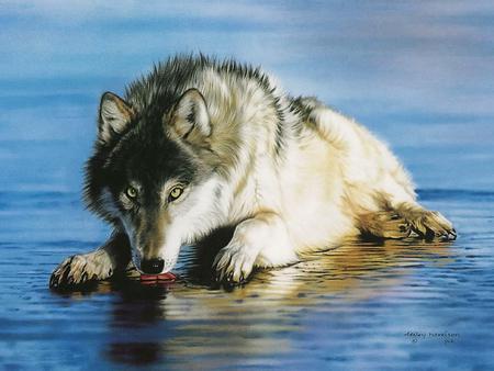 Popsicle - wolf, water, wild, painting, blue, eyes