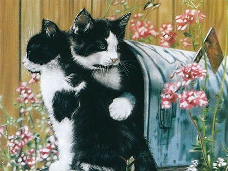 Rural Route - animals, kittens, black, mailbox, white, art, paintings, cute, adorable, draw and paint, fance, black and white, lovely, love four seasons, pink, cats, blue, flowers