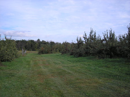 apple field - apples, fields of apples