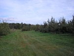 apple field