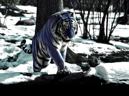 Maltese Tiger - claws, cat, trees, feline, white, snow, blue, stripes, maltese, tiger