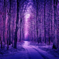 Winter Forest