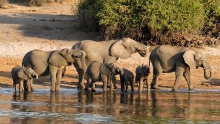 Elephant Family - wildlife, elephant, baby, animal, family