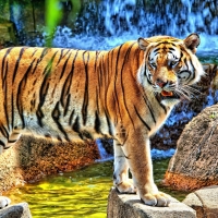 Amazing_Tiger_Standing_on_River_Jungle