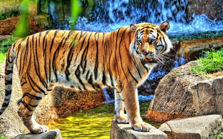 Amazing_Tiger_Standing_on_River_Jungle - natur, deutschland, tiger, jungle