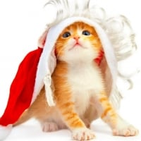 cat-christmas-holidays-animals-cats-big