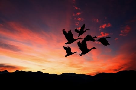 Sunset - flying, nature, silhouette, bids