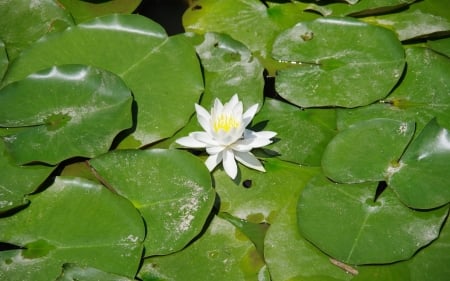 Waterlily - white, flower, waterlily, leaves