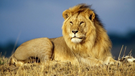 lion - animal, feline, lion, grass, cat