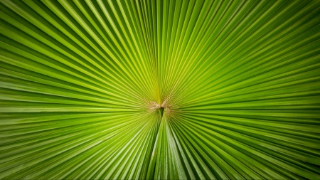 Leaf - leaf, palm, texture, green