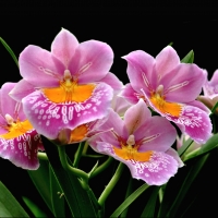 Orchids