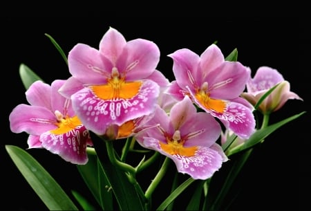 Orchids - orchid, flower, orange, pink