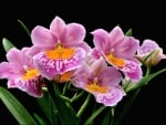 Orchids