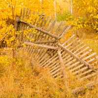 Broken Wood Fence in Autumn