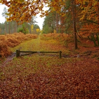 New Forest in Hampshire England in Fall