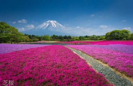 * - Mountain, Forest, Lake, FFlowerbed