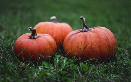 Orange Pumpkins - Grass, Photo Album, Orange, Fruit, Pumpkis