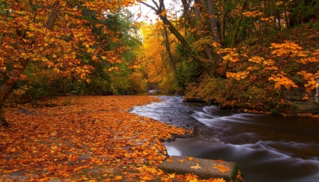 autumn - beauty, nature, autumn, fall, forests, trees, leafs