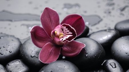 Orchid - water, stones, flower, orchid