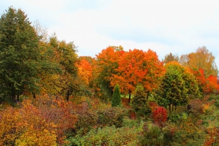 Many colors from autumn. - red, orange, yellow, green