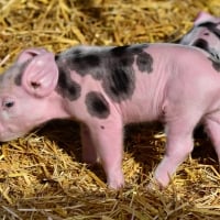 Cute Piglets