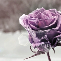 Lavender Rose Frozen Rose Love