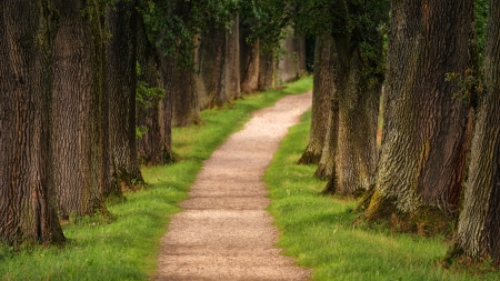 A path thru a forest - path, trees, nature, alley, road, grass, 4K, forest