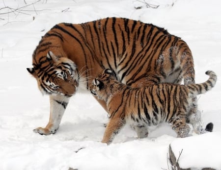 tigers - winter, nature, photography, tigers, cool, animals