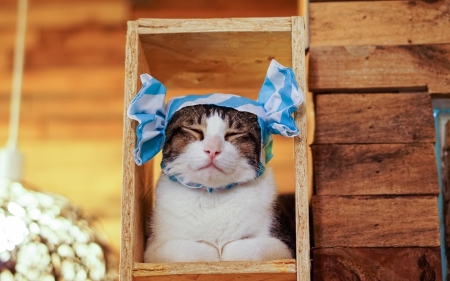 Cute Kitten - Frame, Bows, Closed eyes, Cat