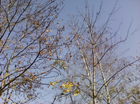 Autumn - sky, trees, nature, autumn