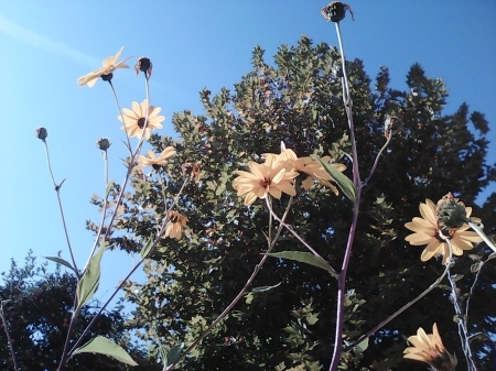 Autumn flowers - treees, flowers, sky, autumn