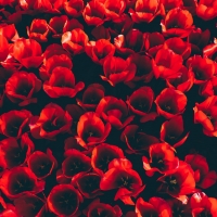 red tulips