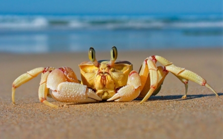 crab - beach, sand, crab, water