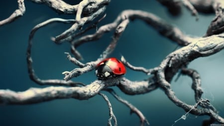 ladybug - insect, branch, animal, ladybug