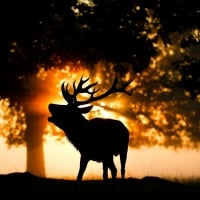 Red deer in autumn