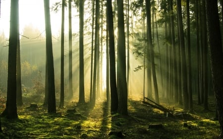 Forest - nature, sunbeams, trees, forest, moss