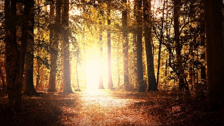 Light Up My Morning - sunlight, trees, Firefox theme, sunrise, forest, leaves, path, autumn, woods