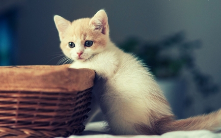 cute kitten with a basket - basket, kitten, cute, cats, animals