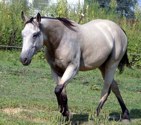 Buckskin Gelding - Tennessee, Animals, Horses, Rural