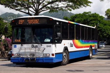 the bus - street, car, bus, tree, flower