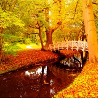 Autumn in the forest