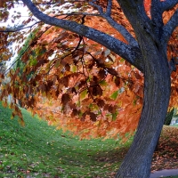 Autumn Landscape