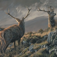 Deers