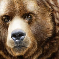 Bearish Grizzly Bear Face Close Up