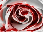 Blood white rose