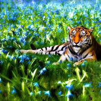 Natur Tiger