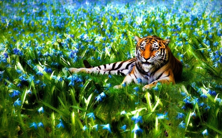 Natur Tiger - natur, deutschland, blau, tiger