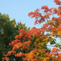 Beautiful Autumn Tree